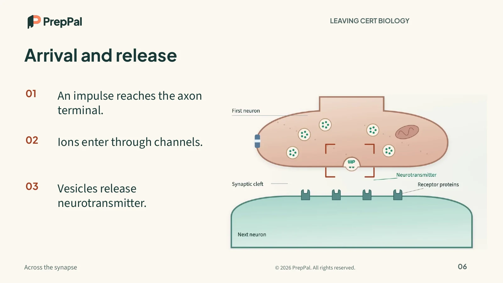 An actual PrepPal lesson slide explaining arrival and release at a synapse, with a labelled diagram.